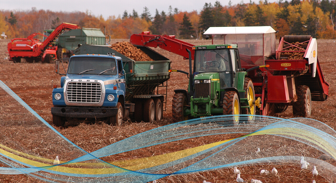 Image of potato harvest on PEI